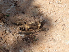 Choloepus didactylus