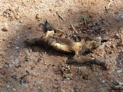 Choloepus didactylus