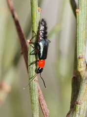 Carphurus cyanopterus