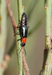 Carphurus cyanopterus