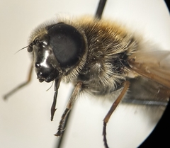 Cheilosia grossa