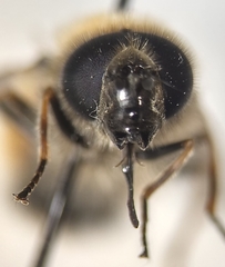 Cheilosia grossa