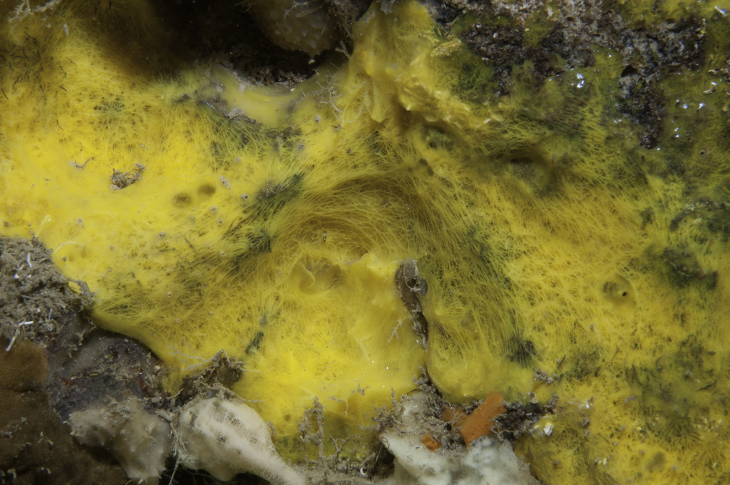 Hexadella pruvoti