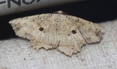 Polyacme subpulchra