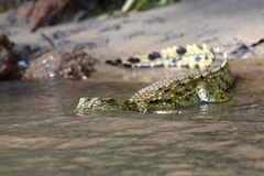 Crocodylus niloticus africanus