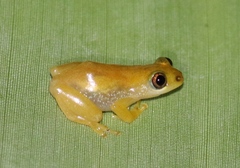 Afrixalus delicatus