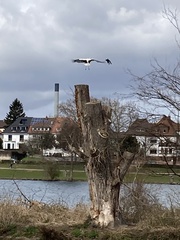 Ciconia ciconia