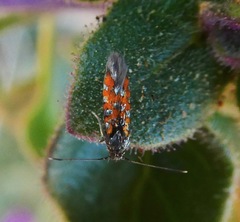 Neoheliodines vernius