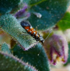 Neoheliodines vernius