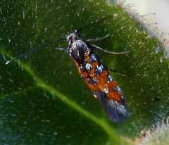 Neoheliodines vernius