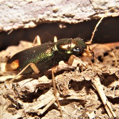 Tetracha sobrina
