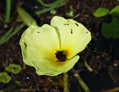Hydrocleys nymphoides