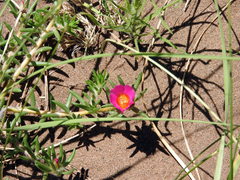 Portulaca grandiflora
