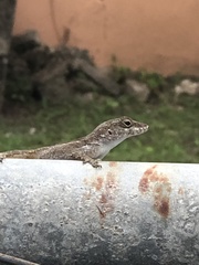 Anolis cristatellus