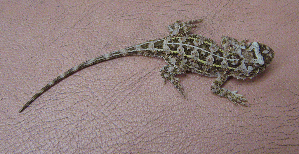 Houston's Earless Dragon