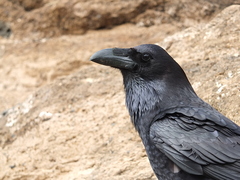 Corvus corax tingitanus