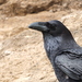 North African Raven - Photo (c) Sébastien SANT, some rights reserved (CC BY-NC), uploaded by Sébastien SANT