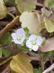 Veronica sublobata