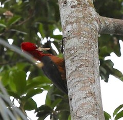 Campephilus rubricollis