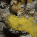 Crella pulvinar - Photo (c) Bernard Picton, alguns direitos reservados (CC BY), uploaded by Bernard Picton