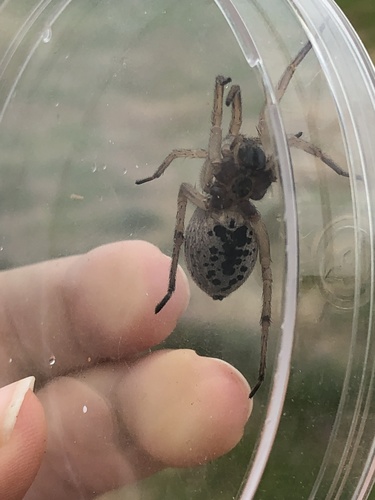 Dotted Wolf Spider