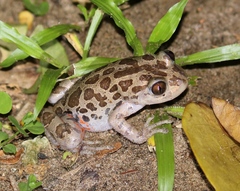 Hylambates maculatus