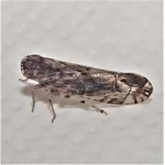 Nymphocixia caribbea