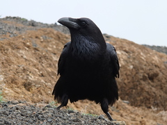 Corvus corax tingitanus