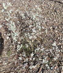 Buddleja marrubiifolia