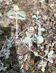 Buddleja marrubiifolia