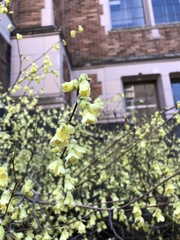 Corylopsis pauciflora