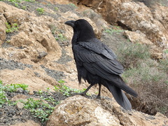Corvus corax tingitanus