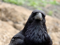 Corvus corax tingitanus