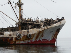 Phalacrocorax capensis