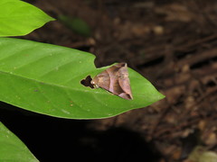 Bastilla maturescens