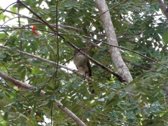 Rhynchocyclus olivaceus