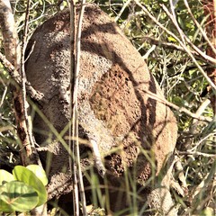 Nasutitermes corniger