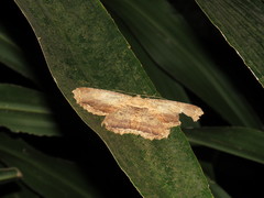 Chorodna strixaria