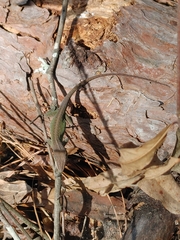 Anolis carolinensis