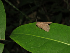 Condica illecta