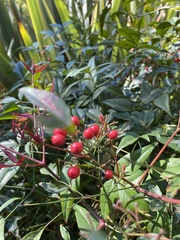 Nandina domestica