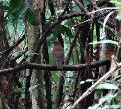 Turdus hauxwelli