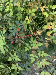 Nandina domestica