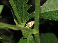 Herpetogramma cynaralis