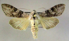 Cucullia absinthii