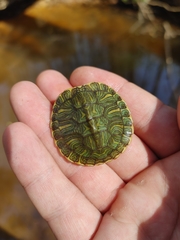 Trachemys scripta scripta