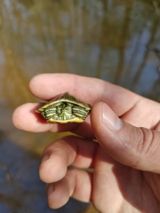 Trachemys scripta scripta