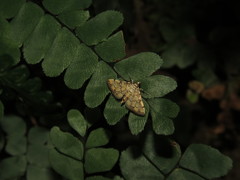 Lamprosema tampiusalis