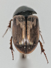 Melinopterus consputus