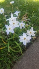 Ipheion